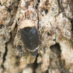 Eurymelessa moruyana (Gumtree Hopper) at Harden, NSW - 27 Mar 2023 by AlisonMilton