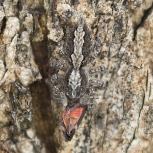 Clynotis severus at Harden, NSW - 27 Mar 2023 11:09 AM