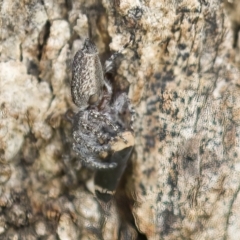 Clynotis severus at Harden, NSW - 27 Mar 2023 11:09 AM