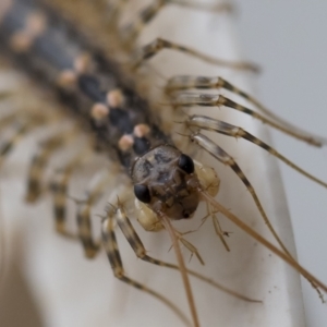 Scutigeridae (family) at Illilanga & Baroona - 25 Mar 2020