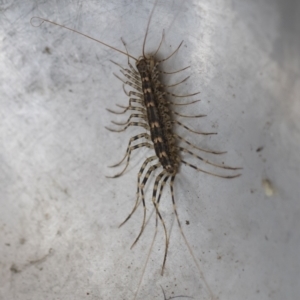 Scutigeridae (family) at Illilanga & Baroona - 25 Mar 2020