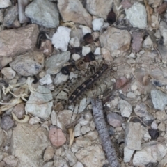 Scutigeridae (family) at Illilanga & Baroona - 25 Mar 2020 05:16 PM