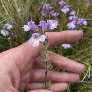 Euphrasia caudata at Cotter River, ACT - 6 Apr 2023