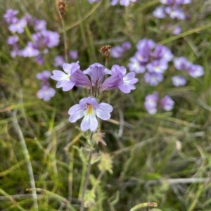 Euphrasia caudata at Cotter River, ACT - 6 Apr 2023