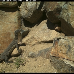 Varanus rosenbergi at Michelago, NSW - 9 Nov 2021