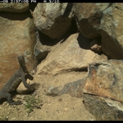 Varanus rosenbergi at Michelago, NSW - 9 Nov 2021