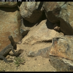 Varanus rosenbergi at Michelago, NSW - 9 Nov 2021