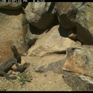 Varanus rosenbergi at Michelago, NSW - 9 Nov 2021