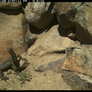 Varanus rosenbergi at Michelago, NSW - 9 Nov 2021