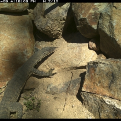 Varanus rosenbergi (Heath or Rosenberg's Monitor) at Michelago, NSW - 9 Nov 2021 by Illilanga