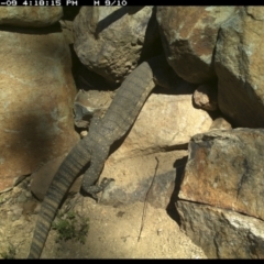 Varanus rosenbergi at Michelago, NSW - suppressed