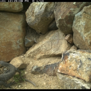 Varanus rosenbergi at Michelago, NSW - 1 Dec 2021