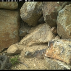 Varanus rosenbergi at Michelago, NSW - 1 Dec 2021