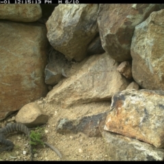 Varanus rosenbergi at Michelago, NSW - 1 Dec 2021