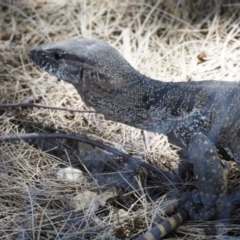 Varanus rosenbergi (Heath or Rosenberg's Monitor) at Michelago, NSW - 6 Feb 2023 by Illilanga