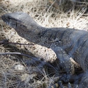 Varanus rosenbergi at Michelago, NSW - suppressed