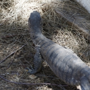 Varanus rosenbergi at Michelago, NSW - suppressed