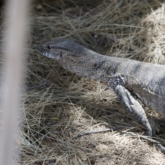 Varanus rosenbergi at Michelago, NSW - suppressed