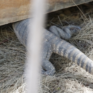 Varanus rosenbergi at Michelago, NSW - suppressed