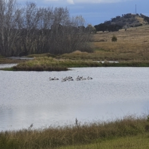 Pelecanus conspicillatus at Illilanga & Baroona - 18 Apr 2022