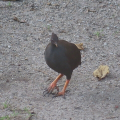 Megapodius reinwardt (Orange-footed Scrubfowl) at Fitzroy Island, QLD - 31 Mar 2023 by MatthewFrawley