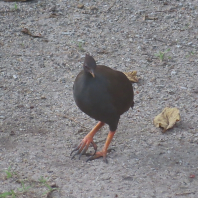 Megapodius reinwardt (Orange-footed Scrubfowl) at Fitzroy Island, QLD - 31 Mar 2023 by MatthewFrawley