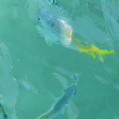 Unidentified Marine Fish Uncategorised at Fitzroy Island, QLD - 31 Mar 2023 by MatthewFrawley