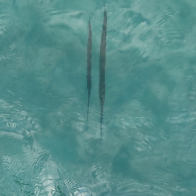 Fistularia commersonii at Fitzroy Island, QLD - 1 Apr 2023 by MatthewFrawley