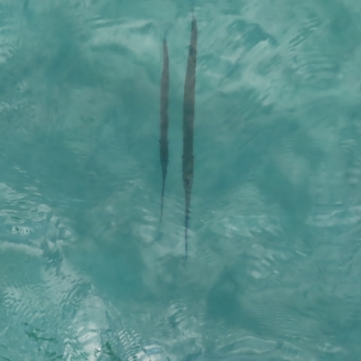 Fistularia commersonii at Fitzroy Island, QLD - 31 Mar 2023 by MatthewFrawley