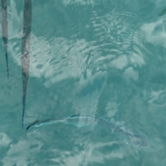 Unverified Marine Fish Uncategorised at Fitzroy Island, QLD - 1 Apr 2023 by MatthewFrawley