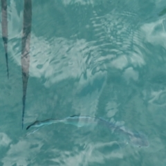 Unidentified Marine Fish Uncategorised at Fitzroy Island, QLD - 31 Mar 2023 by MatthewFrawley