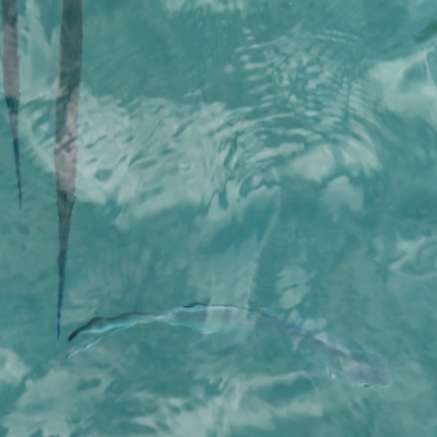 Unidentified Marine Fish Uncategorised at Fitzroy Island, QLD - 31 Mar 2023 by MatthewFrawley
