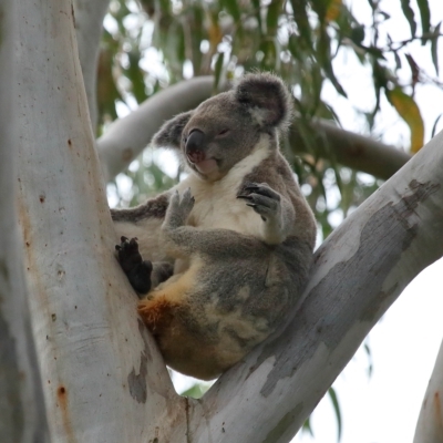 Phascolarctos cinereus (Koala) at Wellington Point, QLD - 6 Apr 2023 by TimL