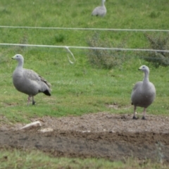 Cereopsis novaehollandiae (Cape Barren Goose) at Wellington, SA - 28 Mar 2023 by Paul4K