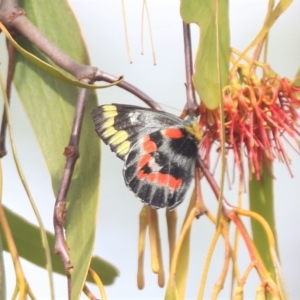 Delias harpalyce at Campbell, ACT - 6 Apr 2023