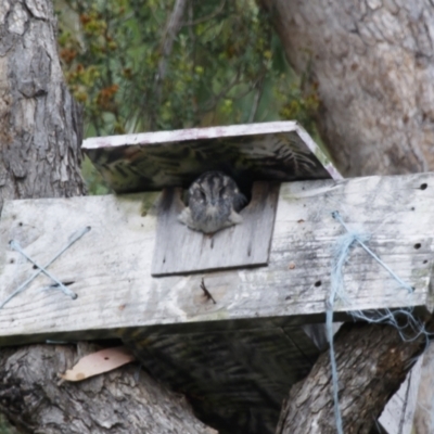 Aegotheles cristatus (Australian Owlet-nightjar) at Illilanga & Baroona - 17 Apr 2022 by Illilanga