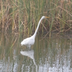 Ardea alba (Great Egret) at Goolwa, SA - 28 Mar 2023 by Paul4K