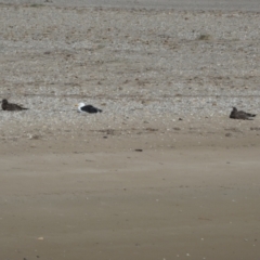 Larus pacificus (Pacific Gull) at Goolwa South, SA - 28 Mar 2023 by Paul4K