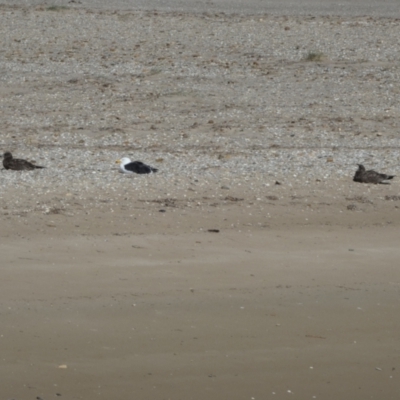 Larus pacificus (Pacific Gull) at Goolwa South, SA - 29 Mar 2023 by Paul4K