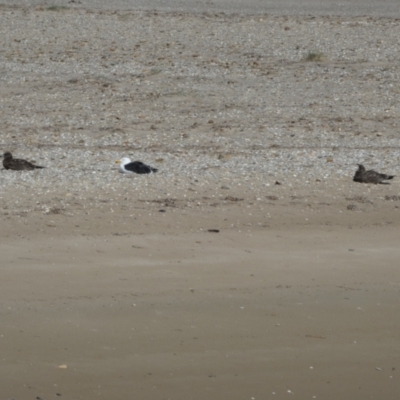 Larus pacificus (Pacific Gull) at Goolwa South, SA - 29 Mar 2023 by Paul4K