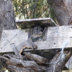 Aegotheles cristatus (Australian Owlet-nightjar) at Illilanga & Baroona - 11 Feb 2023 by Illilanga