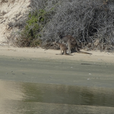 Macropus fuliginosus (Western grey kangaroo) at Meningie, SA - 29 Mar 2023 by Paul4K
