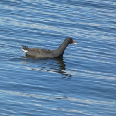 Gallinula tenebrosa (Dusky Moorhen) at Goolwa, SA - 29 Mar 2023 by Paul4K