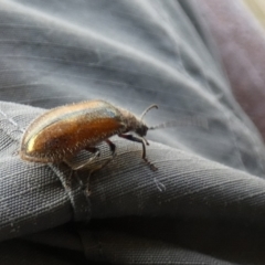 Ecnolagria grandis (Honeybrown beetle) at Goolwa, SA - 30 Mar 2023 by Paul4K