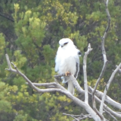 Elanus axillaris (Black-shouldered Kite) at Goolwa South, SA - 30 Mar 2023 by Paul4K