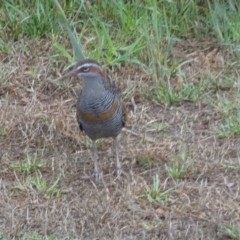 Gallirallus philippensis (Buff-banded Rail) at Goolwa, SA - 31 Mar 2023 by Paul4K