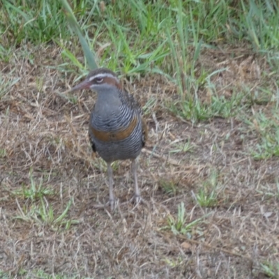 Gallirallus philippensis (Buff-banded Rail) at Goolwa, SA - 30 Mar 2023 by Paul4K