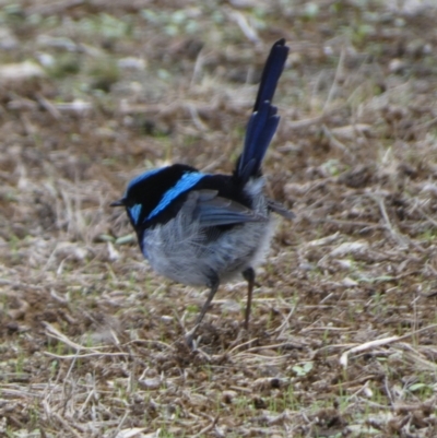 Malurus cyaneus (Superb Fairywren) at Seal Bay, SA - 1 Apr 2023 by Paul4K