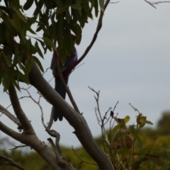 Platycercus elegans (Crimson Rosella) at Vivonne Bay, SA - 1 Apr 2023 by Paul4K