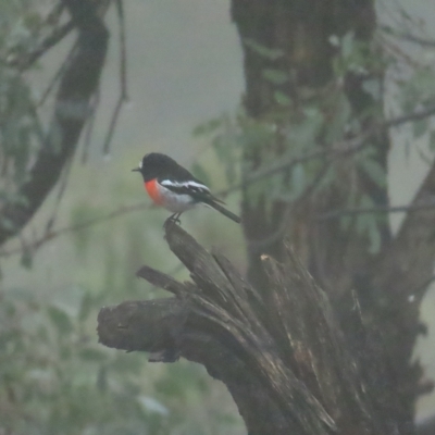 Petroica boodang (Scarlet Robin) at Red Hill, ACT - 7 Apr 2023 by TomW